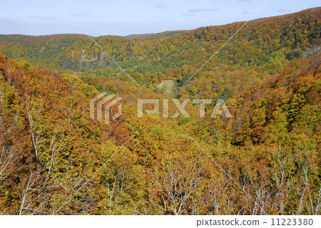Autumn leaves at the foot of Mt. Hakkoda 11223380