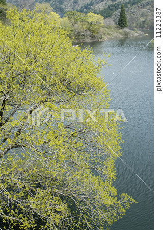 Fresh green of Higashi Furuya lake 11223387