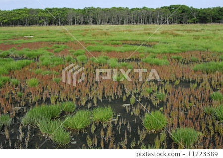 著色黑鬍子 著色黑鬍子 11223389
