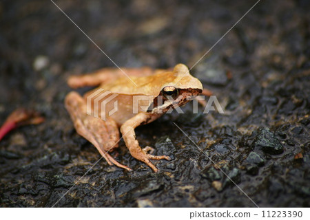 紅蛙 11223390