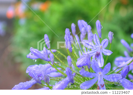 與雨珠的紫色愛情花 11223407