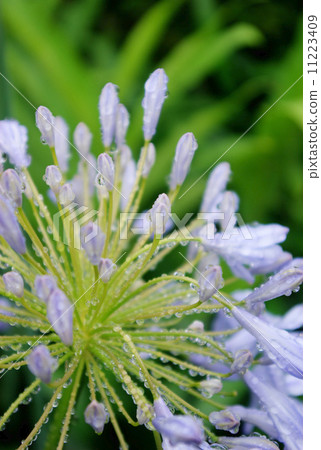 與雨珠的紫色愛情花 與雨珠的紫色愛情花 11223409