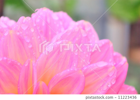桃紅色大麗花的瓣與雨珠的 11223436