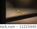 Mantis 11223440