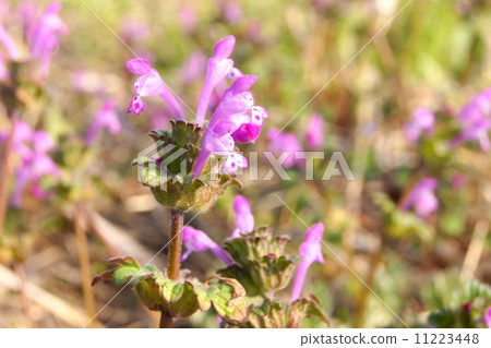 A group of Hotokenoza (Spring nocturnus is not Coonitabirako) A group of Hotokenoza (Spring nocturnus is not Coonitabirako) 11223448