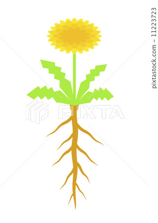 Dandelion root 11223723