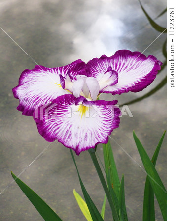 哈娜莎華 11223761