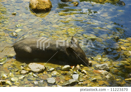 Black Pig Black Pig 11223870