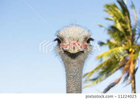 Ostrich Ostrich 11224025