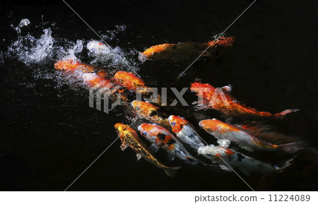 Koi Fish Koi Fish 11224089