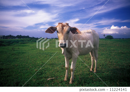 Cow Cow 11224141