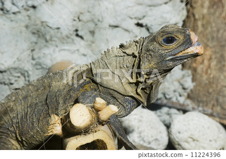 Monitor Lizard 11224396