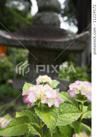 繡球花時的亞達寺 繡球花時的亞達寺 11224572