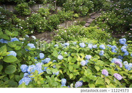 繡球花時的亞達寺 11224573