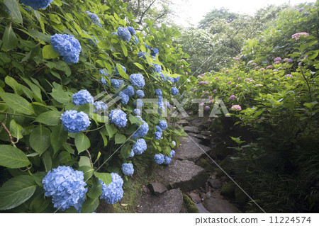繡球花時的亞達寺 11224574