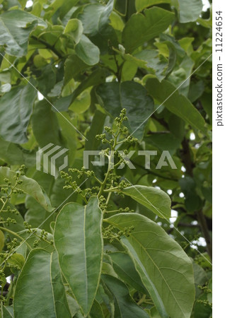 Tsubomi's Tsubaki 11224654