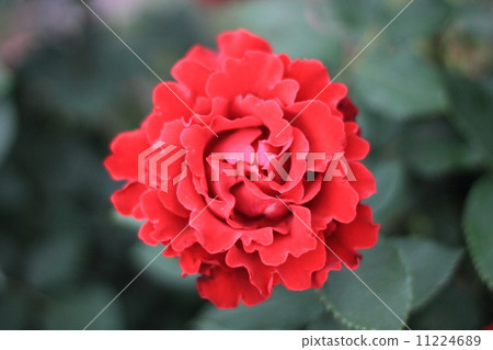 紅玫瑰 11224689