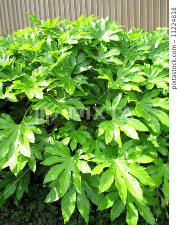 射擊在早晨太陽發光 11224818