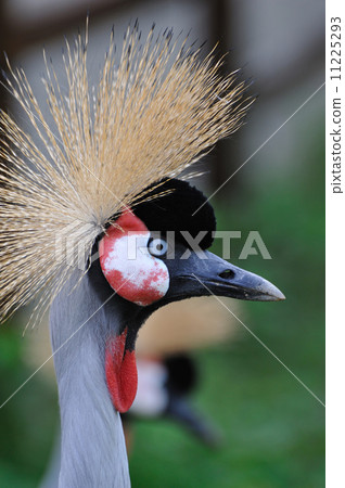 White-crowned crane 11225293