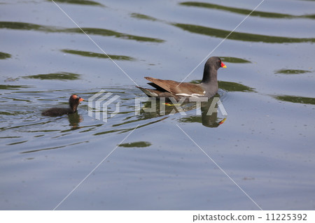 父母和孩子 11225392