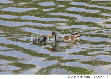 父母和孩子 11225394