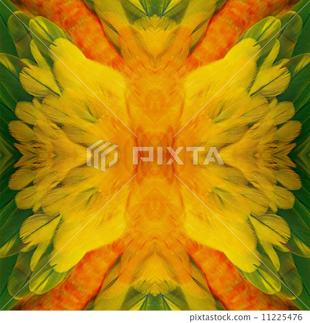 Sun Conure feathers 11225476