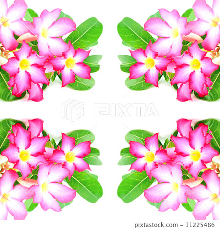 Impala Lily flower 11225486