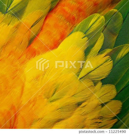 Sun Conure feathers 11225490
