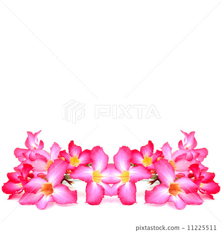 adenium 11225511