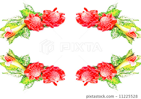 Torch Gingerflower 11225528