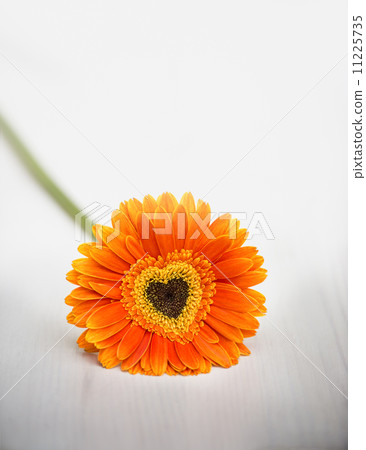 Heart from orange daisy-gerbera on white table 11225735