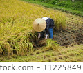 Rice reaping in Showa Village 11225849