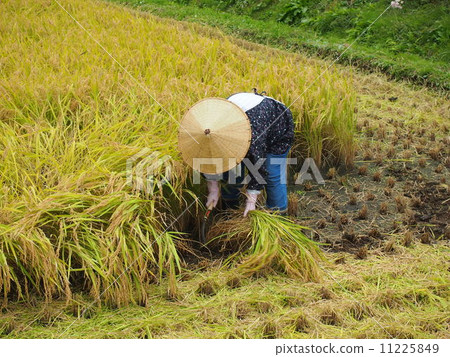 Rice reaping in Showa Village Rice reaping in Showa Village 11225849