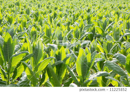 Green vegetables Green vegetables 11225852