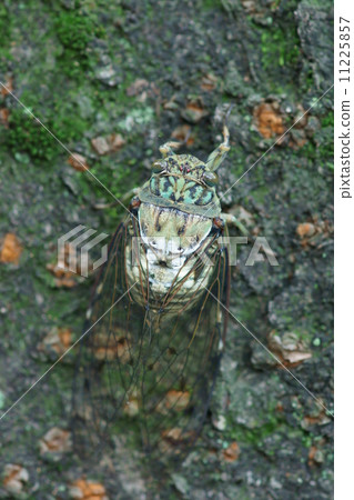 Minmin cicada It is a type of many green. 11225857