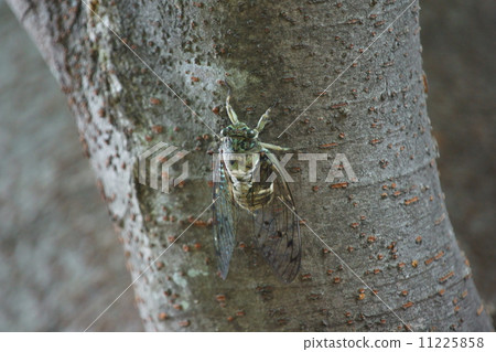 Minmin cicada It is a type of many green. 11225858