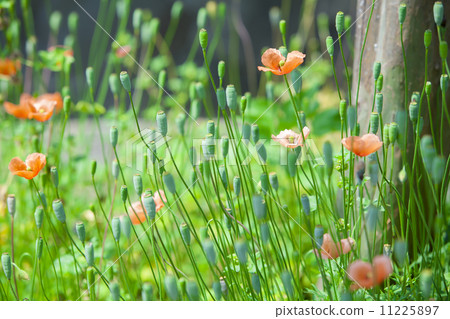 罌粟 罌粟 11225897