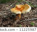 mushroom 11225987