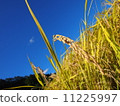 Inaho and blue sky 11225997