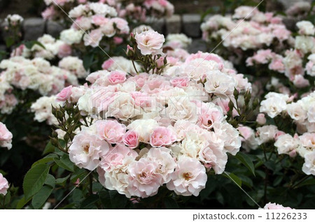 玫瑰花“Cerezo” 11226233