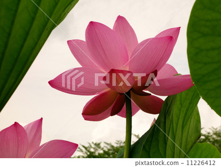 Peeping in Peeping in 11226412