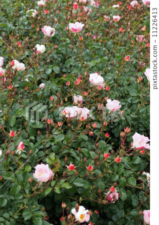 Roses "Bingo Maidyland" 11226413