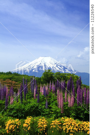 五月富士和鮮花 11226540