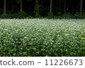 Buckwheat field 11226673