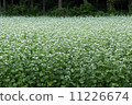 Buckwheat field 11226674