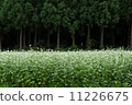 Buckwheat field 11226675