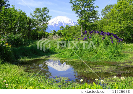 Upside down Fuji and iris 11226688