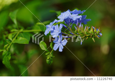 Purple flower · Ruri Mari 11226740