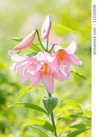 Sayuri Hime 11226896