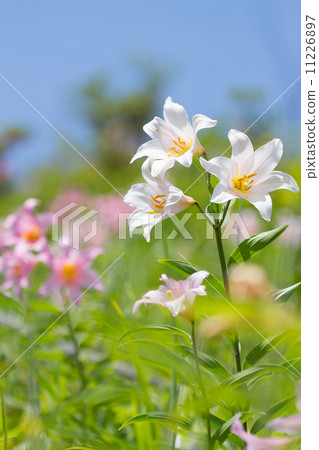 小百合姬 11226897